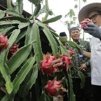 manfaat-buah-naga-untuk-kesehatan-mencegah-kanker-dan-jaga-kesehatan-jantung