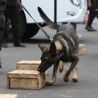 respons-seekor-anjing-gagalkan-upaya-pemerkosaan-di-baghdad