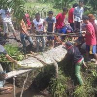 tubuh-blasius-menghilang-usai-diterkam-buaya