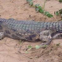 warga-malaka-ntt-kembali-diterkam-buaya-saat-mencari-ikan-di-kali