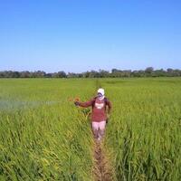 kementan-akan-beri-bantuan-sawah-yang-terdampak-bencana