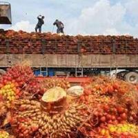 saatnya-limbah-sawit-memberi-nilai-lebih-lewat-pltbiogas