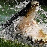 gustave-si-buaya-raksasa-pemangsa-300-orang-tak-mempan-ditembak-senjata-ak47