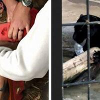 nekat-selfie-sambil-panjat-pagar-wanita-ini-digigit-jaguar