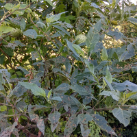 bahaya--buah-tumbuhan-ini-bisa-membuat-mabuk-hampir-seharian-penuh