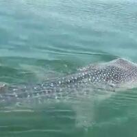 hiu-tutul-ditemukan-di-sekitar-perairan-ancol