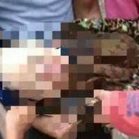 nenek-ros-tewas-tertimpa-pohon-tumbang-saat-tengah-menemani-cucunya-mencari-buah-seri