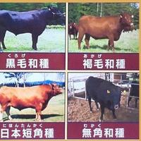 beda-wagyu-dengan-kokusangyu-jadi-sangat-terkenal-di-luar-jepang
