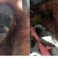 tubuh-orang-utan-bernama-hope-ini-bersarang-74-peluru-senapan-angin