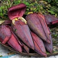 7-manfaat-konsumsi-jantung-pisang-meningkatkan-produksi-asi-hingga-sehatkan-rahim