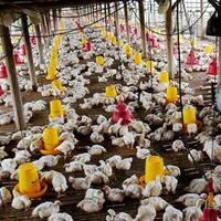 rubah-dikeroyok-ribuan-ayam-betina-hingga-mati