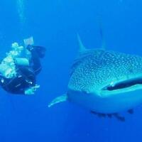 polisi-temukan-penampakan-hiu-paus-di-teluk-jakarta