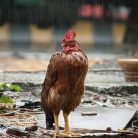 Mencari Investor Kemitraan Ternak Ayam Broiler Kaskus