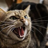 bahasa-kucing-yang-wajib-diketahui-jika-gan-sis-ngaku-cat-lovers