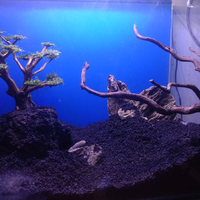 pecinta-mini-aquascape-regcirebon