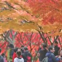 4-tempat-wisata-murah-di-korea-selatan-bisa-kunjungi-everland-hingga-coex-aquarium