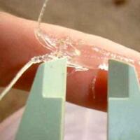 pemerintah-gagalkan-penyelundupan-245-ribu-benih-lobster-di-batam