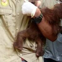 bayi-orangutan-meninggal-krn-kelaparan-setelah-induknya-tertembak-pekerja-perkebunan