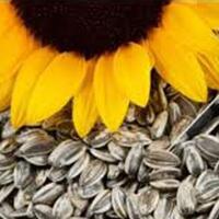 suka-makan-kuaci-ini-manfaatnya-buat-kesehatan