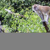 puluhan-kera-turun-gunung-dan-rusak-tanaman-warga-di-desa-tiyaran-bulu-sukoharjo