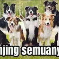 potret-lucunya-hewan-peliharaan-yang-diajak-liburan-ke-tengah-alamada-dari-indonesia