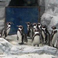 6-kebun-binatang-terbesar-di-dunia-punya-koleksi-hewan-yang-sangat-beragam