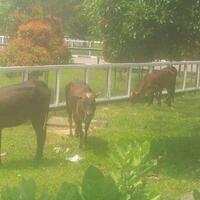 sapi-berkeliaran-di-kompleks-pemerintahan-pidie-jaya