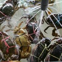 pemprov-kaltara-tidak-pernah-janjikan-legalisasi-penangkapan-kepiting