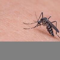 ini-alasan-golongan-darah-o-sering-digigit-nyamuk-dan-rawan-terjangkit-demam-berdarah