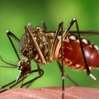 mengapa-golongan-darah-o-sering-digigit-nyamuk-dan-rawan-terjangkit-dbd