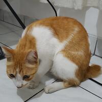 hibah-kucing-gratis-bintaro-tangerang-selatan-dan-tebet-sekitarnya