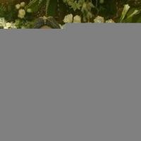 sama-sama-sibuk-chacha-frederica-bagi-tips-lepas-rindu-sama-suami