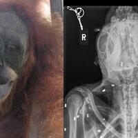 orang-utan-yang-ditembaki-74-peluru-senapan-angin-di-aceh-berangsur-pulih