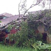 bripka-yustinus-tewas-tertimpa-pohon-tumbang-di-ende