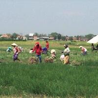 pataka-politisasi-petani-bukti-mafia-pangan