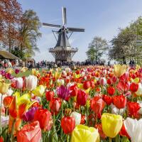 taman-bunga-tulip-terbesar-di-belanda-keukenhoft-garden