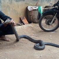 ular-king-cobra-sepanjang-36-meter-berkeliaran-di-pemukiman-penduduk-di-sumedang