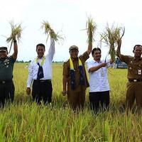 bulog-hanya-mampu-serap-24000-ton-gabah-petani