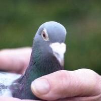 lelang-burung-merpati-kesayangan-pria-ini-tak-menyangka-bakal-dapat-rezeki-nomplok