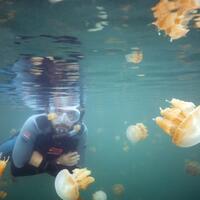 danau-kakaban-tempat-aman-untuk-bertemu-dan-berenang-bersama-ubur-ubur