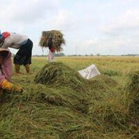 kementan-minta-bulog-segera-serap-gabah-petani