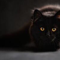 hewan-favorit-ternyata-bisa-mengungkap-sifatmu-yang-paling-menakutkan