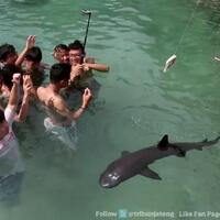 ratusan-hiu-di-penangkaran-karimunjawa-mati-pemilik-laporkan-ke-polda-jateng