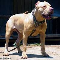 ini-yang-terjadi-saat-pelaku-pembunuh-ibu-kandung-di-manggarai-diperiksa-penyidik