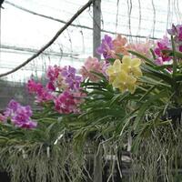 5-tips-cara-merawat-bunga-anggrek-agar-cepat-berbunga