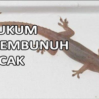 hukum-membunuh-cicak-dalam-islam-dan-dalilnya-benarkah-dapat-pahala