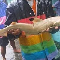 aneh-ikan-hiu-muncul--pasca-banjir-bandang-di-sentani-papua