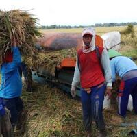 khawatir-harga-gabah-anjlok-petani-minta-bulog-lakukan-pembelian-sekarang