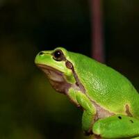 5-benda-aneh-yang-pernah-ditemukan-di-perut-manusia-ada-ular-hingga-granat-tangan