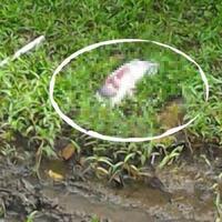 jasad-bayi-terbalut-karung-ditemukan-di-petamburan